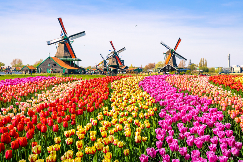 Landscape with tulips, traditional Dutch houses and windmills.